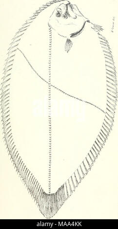 . Prodotti commestibili di pesci e crostacei del Nuovo Galles del Sud . Foto Stock