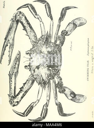 . Prodotti commestibili di pesci e crostacei del Nuovo Galles del Sud . Foto Stock
