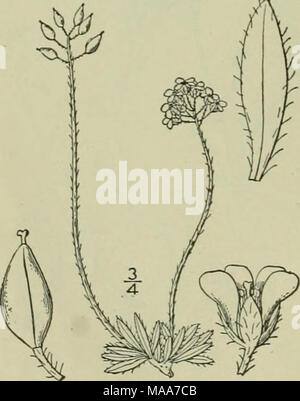 . Una flora illustrata del nord degli Stati Uniti, il Canada e la British possedimenti : da Terranova al parallelo tra il confine meridionale della Virginia e dall'Oceano Atlantico verso ovest per il 102º meridiano . 13. Draba alpina L. Whitlow alpino-erba. Fig. 2009. Draba alpina L. Sp. PI. 642. 1753. Perenne da un caudex ramificato, densamente, tufted vedute pubescent, i'-6' alta. Lascia tutti i basale, intero o poche dentato, oblunga, o oblungo-lanceolate, angoli ottusi oppure acuti all'apice, per lo più ristretto alla base, ciliato, o-villosi pubescent, talvolta con alcuni peli stellate, 2"-6" Foto Stock