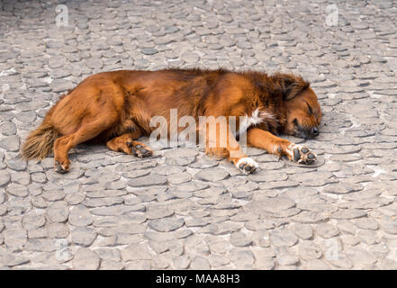 Cane addormentato veloce sul pagamento di ciottoli o il marciapiede Foto Stock