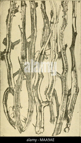 . Entomologia economica per l'agricoltore e frutta-produttore . Il lavoro della patata-levetta borer, Trichobaris j-notata, in potato-vitigni. completamente sviluppato frutta. Quando il dado è maturo e cade a terra la larva è cresciuto e mangia un foro rotondo in Foto Stock