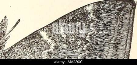 . Entomologia economica per l'agricoltore. . Foto Stock