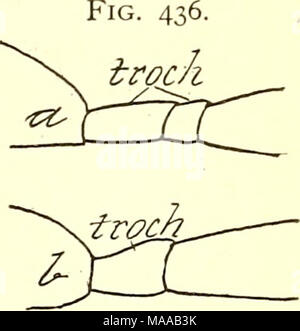 . Entomologia economica per l'agricoltore e frutta-coltivatore [microformati] : e per uso come un libro di testo nelle scuole agrarie e collegi . sottolineato, poiché gli insetti sono generalmente di piccole dimensioni ; in realtà si tratta di una questione di scarsa importanza per l'agricoltore, perché in ogni caso egli può guardare queste gall-vespe con indifferenza e senza il timore di possibili lesioni a sé. Vi è una grande serie di Imenotteri parassiti e contiene un certo numero di famiglie, quasi tutte le specie delle quali sono benefici. Per l'occhio praticato un dubbio esiste raramente come se un insetto parassita o Foto Stock