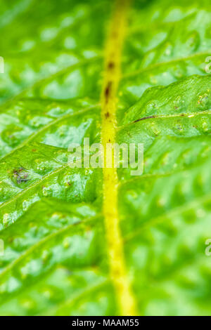 Felci a Cape perpetua sul Oregon Coast Foto Stock