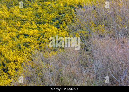 Scopa sull Bandon Beach sulla costa dell'Oregon Foto Stock