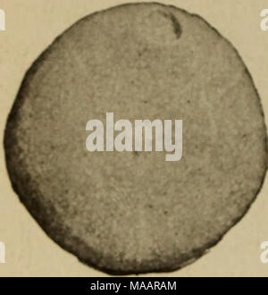 . La terra in epoche passate . Fig. 3^-base del Gal- erit.-s sub-rotundus, mostrando la centrale po- sizione di bocca della parte superiore di Chalk. riconosciuto, il materiale è amorfo e un prodotto 6l la decomposizione di organismi. Questa può essere la prova che una grande parte del sub- atteggiamento di Chalk non solo è costituito da resti di animali che conservano le loro forme, ma che rimangono- der di passò attraverso i corpi di animali che hanno lasciato pochi altri record di poi- esistenza. I pesci sono i principali link tra il gesso e il Greensand superiore a la; numero di piccoli squali oi il Foto Stock
