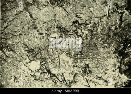 . La messa a terra sotto il mare : Storia . Fig. 2. 41° 12' N, 15° 14' O. Profondità 2939 m. Seamount a ovest della pianura di Iberia. Area di immagine U da 1 m. (Foto di N.I.O.) una vista nella faccia di una roccia cHff. L'aspetto a bulbo della roccia suggerisce o raffreddati ad acqua o di lava una crosta di manganese. Molti 10-armati commatulid crinoidi può essere visto, spesso attaccata alla rotta e manganese-contemplati frammenti di corallo. Un ophiuroid è visibile nell'angolo in alto a sinistra. te. Hl * '^^ "^ *^ ^ U..^ ^ ^-^II^^^^^^^l Fig. 3. 35° 12' N, 15° 18' O. Profondità 1317 m. Seamount a nord-est di Madera. Area di immagine 2 da 10 m. (Foto di Foto Stock