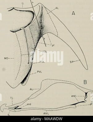 . Inizio pesci del Devoniano da Utah : Arthrodira . Fig. 115. Arcfolepis sp. A metà destra della protezione del tronco in vista dorsale (X 3/2) che mostra la posizione della sezione, x-y, e la misura della fenestra pettorali, pf; B, sezione attraverso la parte laterale del tronco protezione (X 3), dimostrando la presenza di una fenestra pettorali, pf; ossa, puntinata presume la cartilagine a tratteggio incrociato; endoskeletal peri- lacune condrali di osso (fine) nero. ADL, anteriore dorso-laterale; AL, antero-laterale; AVL, ventro anteriore- laterale; IL, intero-laterale; MD, mediana dorsale; PDL, posteriore dorso-laterale; PVL, ventro posteriore-laterale; SP, spinale. in Foto Stock