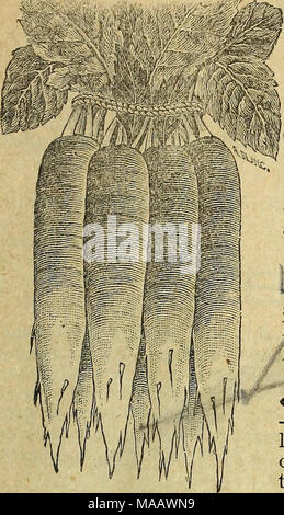 . E. Annabil &AMP; Co. annuale di sementi . B^keiVs Chartier. una CIG^ tempo. Pkt. 5c; oz. 10c; 20c-'SR50c rL"iiig mack Spsiitisli di fall-Seminare circa l'ultimo dell'estate per autunno e inverno l'uso. Grov^^e a grandi dimensioni; abbastanza solida. Pkt. 5c; oz." 10c; ^1b. 30c; lb. 60c. i^^Scarlet lungo corto alto. Questo è il miglior varietà standard per orti familiari o per il mercato USA. Esso cresce da sei a dodici pollici lungo, metà fuori della terra, molto fragile e croccante; colore scarlatto brillante; piccola cima, diritto e liscio. Pkt. 5c; oz. 10c; 3^Tb. 20c; lb. 50C. /Beclcer8's Chartier-questo è il più beau- tiful di tutti Foto Stock