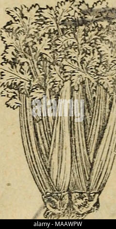 . E. Annabil &AMP; Co. annuale di sementi . v^;^ 'Henderson'?* metà l&GT;warf-"^^d:. migliore per culti generale- ione iva. È interamente i&GT;fe solido, che possiede il 1)%;; un sapore di nocciola peculiari per il nano tipo, mentre è di molto più vigorosa crescita,, superando la maggior parte della grande e crescente ordina in peso del grappolo. Pkt. 5c.: oz. 20c; i.&lt;Ib. 50c: lb., 62.00. ^'' Croltlen Heai't-una varietà distinte di robusta dw^f abitudine. Essa è solida, un eccellente guardiano, e di fine e un sapore di nocciola. Quando sbollentati il cuore è di luce yel- bassa, rendendo questo un estremamente vistose e varietà desiderabile sia per contrassegnare Foto Stock