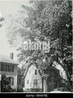 . La malattia dell'olmo olandese in Illinois . Fig. 1. I primi sintomi visibili della malattia dell'olmo olandese sono l'avvizzimento, curling e yel- abbassamento di foglie su uno o pochi rami. Su questo albero il appassite e foglie arricciate sono evidenti sul ramo a sinistra. appassire e morire rapidamente probabilmente si sono infettati durante la precedente stagione crescente, nel momento in cui avrebbero mostrato alcun wilt symp- toms o solo limitato e relativamente poco appariscente sintomi. La presenza di striature marrone si sviluppa nell'alburno di rami malato. Appare soprattutto nel springwood della corrente stagione di crescita. In una sezione trasversale di un crusca Foto Stock