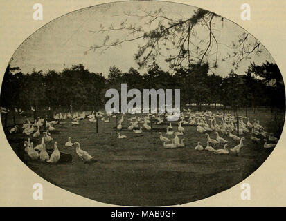 . Le anatre e le oche; una preziosa raccolta di articoli sulla riproduzione, allevamento, alimentazione, alloggiamento e commercializzazione di questi uccelli redditizio . Vista della porzione del DUCK ranch di George H. POLLARD, SOUTH ATTLEBORO, MASS. a sua volta, hanno voluto vendere mettere "sul conto del suo stato di salute"; ma l'uomo per il posto era a portata di mano. Anatre dal Pollard farm sono venduti in Pawtucket, la provvidenza e Boston. Il Sig. Pollard imparato molto circa il lato pratico di pollame e come mercato di uccelli e uova, durante i dodici anni che ha trascorso alla guida di un carro e acquistano prodotti di questo tipo per rivendere. Egli ha acquistato in Foto Stock