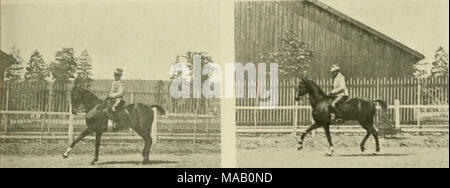 . Du Cheval mÃ" et bien mis : suite de causeries Ã©crites au fil de la pratique . rnSoBrÃ tsci Tig. 3y. F/V. 3&lt;S'. Foto Stock