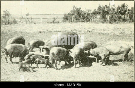 . Agricoltura asciutta nel Canada occidentale . Fig. 107.-Bacon porci nel rendere. bisogno del raccolto determina la resa. Una catena è forte quanto il suo anello più debole. La resa di un raccolto sarà come elevata e non superiore a quella di alimentazione del fattore limitante è permesso. 318. La parte vitale del problema-che di profitto - non è sufficiente che l uomo deve conoscere i fattori che sono essenziali per la crescita di pianta né che egli deve fornire loro. L'agricoltore intelligente non fattoria per la sua salute da solo. Per lui ci deve essere qualche profitto dopo le varie voci del costo di ione di prodotto sono state pagate. Non è diff Foto Stock