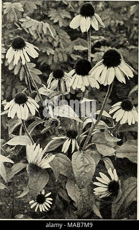 . Dreer all'ingrosso listino prezzi : semi di fiori per fioristi impianti per fioristi lampadine per fioristi semi vegetali fertilizzanti, fungicidi, insetticidi, attrezzi, etc . Rudbeckia Purpurea (Gigante cono viola fiore) Foto Stock
