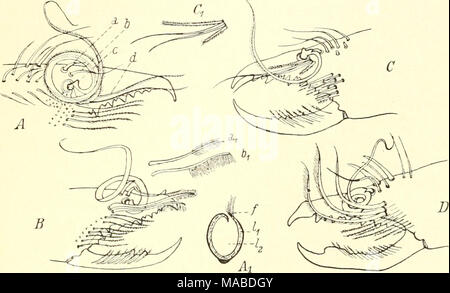 . Il dott. H. G. Bronn's Klassen und Ordnungen des Thier-Reichs : wissenschaftlich dargestellt in Wort und Bild . Abb. 143. Flagello einiger Karschia-Arten (&LT;$) A) K. tibetanaKiTst, Medialansicht der Chelicerenhand und des unbeweglichen dita (nach typus), (a,b,c,d, vedi testo), Ax = Querschnitt durch die Mitte des Flagellums von K. tibetana: f = Fransen- saum, Zx = Lumen der Flagellumwandung, l2 = Lumen der geschlossenen veloce Flagellumrinne, B = K. nasuta Sim. - Medialansicht der Chelicere (nach typus): cij u. ^ = die isolierten gefransten Borsten des Flagellum-Apparates, C = K.cauca- sica Foto Stock