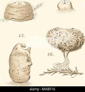 . Il dott. H.G. Bronn's Klassen und Ordnungen des Thier-Reichs : wissenschaftlich dargestellt in Wort und Bild . lii'h.Giesecke iSevrienf.   Foto Stock