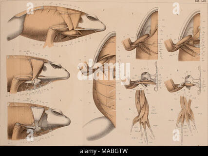 . Il dott. H. G. Bronn's Klassen und Ordnungen der Amphibien wissenschaftlich dargestellt in Wort und Bild . Foto Stock