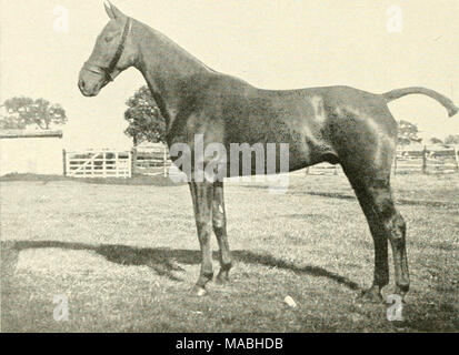 . Dressage en libertÃ© du Cheval d'ostacoli . -M 9- X."-'- ^λo-^'X Foto Stock