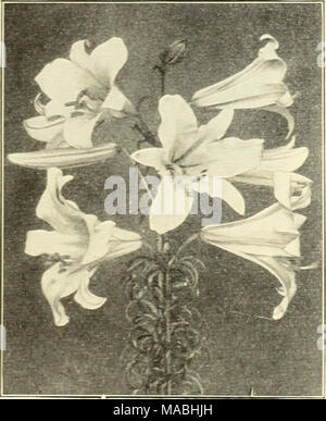 . Dreer all'ingrosso listino prezzi per fioristi . 7 00 Lilium regale regale (Regal ninfea). Un magnifico va- riety, da 3 a 5 piedi alto, che fiorisce in giugno. È grande e a forma di un imbuto bianco avorio blumi ombreggiata con rosa. Dolce profumato. 6-7 pollici circ. $60.00 per 1000 1 00 Speciosum album (bianco mostra il giglio). Grandi fiori di colore bianco con banda di colore verdastro che corre attraverso il centro di ciascun petalo. Fiorisce in agosto e Septem- ber. 4 piedi alto. 9-11 pollici circ 3 25 25 00 Speciosum magnificum. Bianco Avorio pesantemente a terra soffusa con rosy crimson. Agosto e Settembre. Da 3 a 4 piedi alto. 9-11 pollici circ 2 25 17 00 P Foto Stock