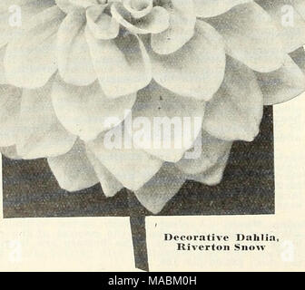 . Dreer all'ingrosso listino prezzi . Dahlia decorative, Riverton neve Foto Stock