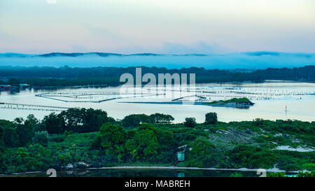 Cercando su miglia Isola di oyster le operazioni di leasing nel fiume Coolongolook in una nebbiosa mattina presto a Forster Tuncurry, NSW, Australia Foto Stock