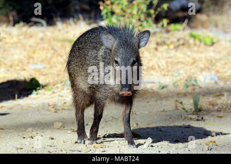 Giovani pecari a collare (Pecari tajacu). Pantanal, Brasile Foto Stock