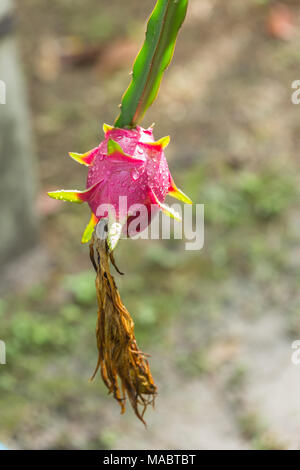 Dragon frutti sulla struttura dopo la pioggia Foto Stock