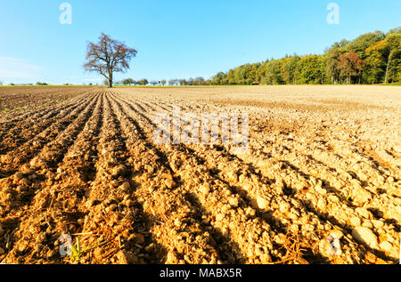 Un albero in un campo di Hohenlohe, Baden-Württemberg, Germania, Europa Foto Stock