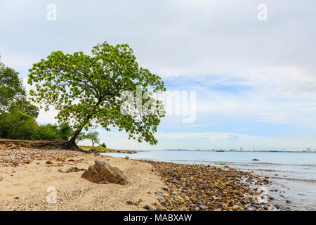 Big Indian mandorlo, Terminalia catappa su una costa tropicale, Thailandia Foto Stock