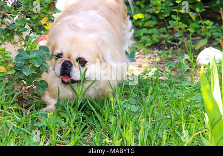 Pekingese cane bianco gioca nel giardino in primavera Foto Stock