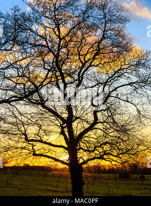 Oak Tree silhouette in un tramonto in inverno Foto Stock