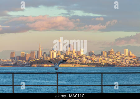 Un gabbiano occidentale ((Larus occidentalis) era in procinto di prendere il volo, con la vista di San Francisco in background, Fort Baker, Sausalito, California. Foto Stock