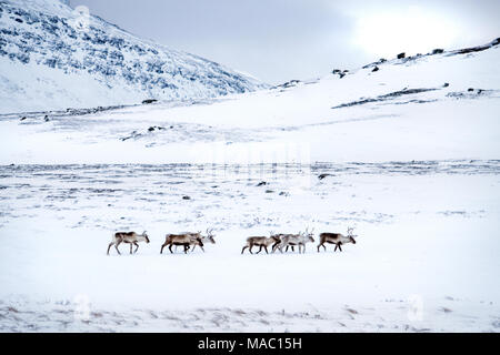 Un allevamento di renne in inverno le montagne del Padjelanta National Park, Svezia Foto Stock