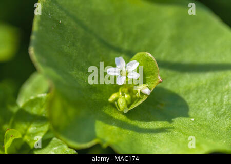 Minatore della lattuga (Claytonia perfoliata) fiori fioriscono in primavera nel punto Lobos Riserva Naturale Statale, California, Stati Uniti. Foto Stock