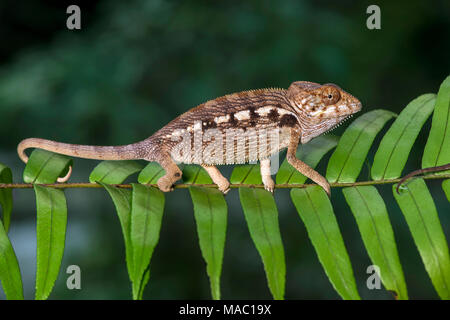 Panther chameleon (Furcifer pardalis), (Chameleonidae), endemica del Madagascar, Ankanin Ny Nofy, Madagascar Foto Stock