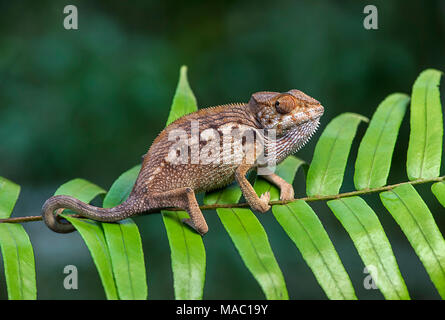 Panther chameleon (Furcifer pardalis), (Chameleonidae), endemica del Madagascar, Ankanin Ny Nofy, Madagascar Foto Stock
