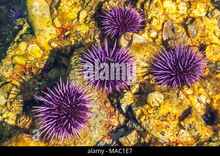 Viola ricci di mare (Strongylocentrotus purpuratus) a bassa marea nel punto Lobos Riserva Naturale Statale, California, Stati Uniti. Foto Stock