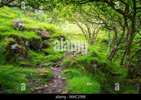 Il famoso Fairy Glen, situato sulle colline sopra il villaggio di Uig sull'Isola di Skye in Scozia. Foto Stock