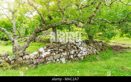 Il famoso Fairy Glen, situato sulle colline sopra il villaggio di Uig sull'Isola di Skye in Scozia. Foto Stock