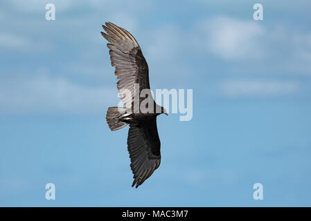 La Turchia vulture (Cathartes aura) in volo sopra il Golfo del Messico Foto Stock