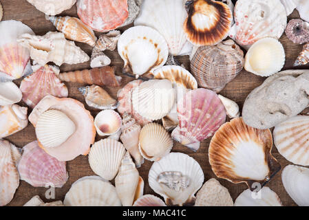 Varietà di diverse conchiglie di mare presentato su legno vintage sfondo del vassoio Foto Stock