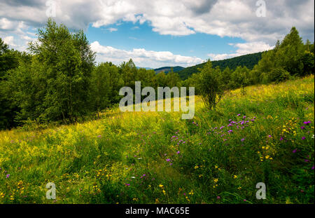 Prato con erbe selvatiche tra la foresta in estate. bellissimo paesaggio naturale in montagna in una giornata nuvolosa Foto Stock