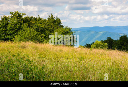 Prato con erbe selvatiche sulla cima di una collina in estate. bellissimo paesaggio naturale in montagna in una giornata nuvolosa Foto Stock