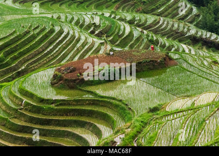 Terrazze con piantate pianticelle di riso in montagna, Longsheng, provincia di Guangxi, Cina Foto Stock