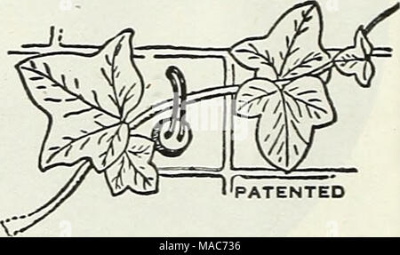 . Dreer le novità e le specialità per 1948 : Tre superbi zinnias per ogni giardino . La tecnologia brevettata Wayward vite Guida e supporto. Un nuovo e semplice modo per treno tutti i tipi di vitigni di mattoni e pietra, stucco, ce- mento e pareti di legno. I vitigni arc tenuto in posizione da anelli di filo che può essere piegata facilmente. Rosso mattone, gra&GT;. o bianco. Stato colore voluto. Per scatola di 25 compresi il cemento $1.00, postpagato. TWIST-EMS' salva il noioso lavoro di piante di legatura a spago o rafia. Simph" messo attorno agli steli e supporta, torsione, e la pianta è il se- curelv fissato. 8 pollice: 250 per 70c; 1000 per $2.25; 16 pollici, 250 f Foto Stock