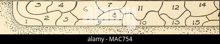 . Dreer il vecchio hardy piante . Impianti di confine n. 3 Se in una posizione soleggiata Sezione 1 5 $&GT;iebold il plantano Lily 2 5 Piconias, nella varietà 3 6 campane di Coventry 4 4 Blu Anlichaelnias margherite 29 6 Dwarf I'inchiostro Boltonias 30 6 Hardy Chrysantlicmumg 31 8 San .John's wort 32 6 I'urple .Japanesi- Iris 33 5 Gold Me&lt;lal Delphiniums 34 5 ISlue Anchi'scome 35 5 Orange Kudbeckia 36 1 Ked Pa'ony 37 6 (inlden Coreopsis 38 8 bianchi gigli di giorno per i prezzi delle collezioni complete di p Foto Stock