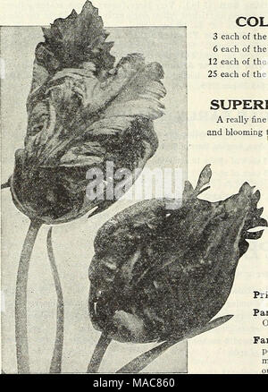. Dreer dell elenco di mezza estate 1931 . Parrot o Dragon tulipani collezioni di tulipani doppia 3 ciascuno dei dodici varietà, 36 lampadine $2 30 postpagato 6 ciascuno dei dodici varietà, 72 bulbi 4 40 12 ciascuna delle dodici varietà, 144 lampadine 8 50 25 ciascuno dei dodici varieries, 300 lampadine   16 00 superba doppio misto primi tulipani davvero una miscela fine, avente una gamma completa di colori, crescente alla stessa altezza e fioritura insieme. 65 cts. per doz.; $4.25 per 100; $35.00 per 1000. PARROT O DRAGON TULIPANI molto grandi fiori di singolare e pittoresco forme e colori brillanti; molto bella e interessante. Il petalo Foto Stock