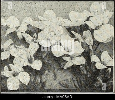 . Dreer dell elenco di mezza estate 1931 . Arabis Alpina (Rock Cress) il nostro opuscolo, "Come far crescere fiori da semi," gratis su richiesta Foto Stock