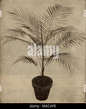 . Dreer all'ingrosso listino prezzi / Henry A. Dreer. . Il Cocos WEDDELIANA Areca Lutescens. Una splendida partita di ben conformato piante, di buon colore. Doz. 100 1000 2%-in. pentole, 3 piante in vaso 0 dollari 85 $6 00 $50 00 3-. pentole, 3 piante in vaso 1 25 10 00 90 00 4-. pentole, 3 piante in vaso da 15 a 18 in. alta . 3 50 25 00 6-in. pentole, 3 piante in vaso, 24 pollici alto, $1.00 ciascuna. 9- " esemplari cespuglioso, 48 pollici alto, $5.00 ciascuna. Noci di arec Verschafeltii. Un grazioso Palm diversa per la colorazione delle sue foglie da tutti gli altri. È finemente feathered nello stile di Areca Lutescens, il fogliame essere- zione di un Foto Stock
